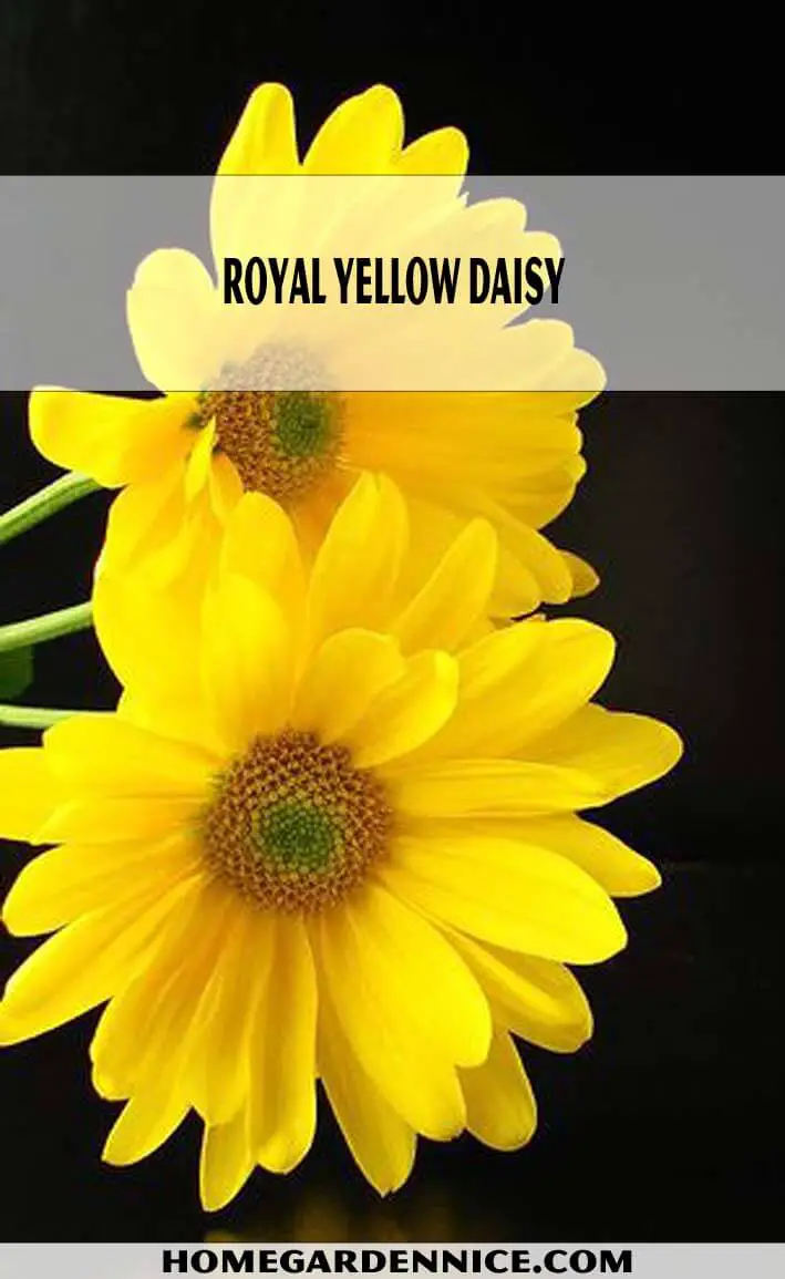 Royal Yellow types of daisies
