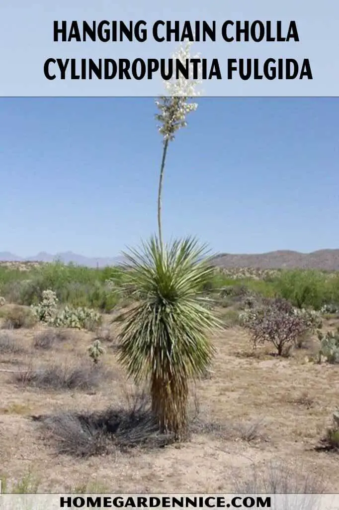 Soap Tree Yucca Yucca Elata