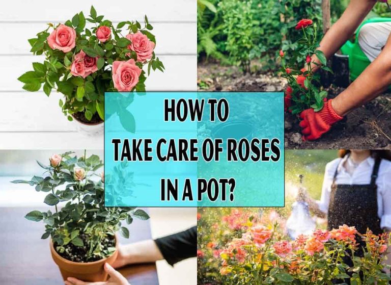 How to Take Care of Roses in a Pot