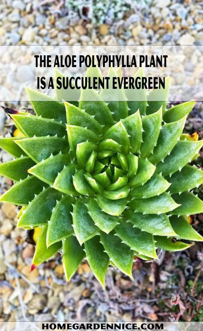 The Aloe polyphylla plant is a succulent evergreen - Types of Aloe Plants