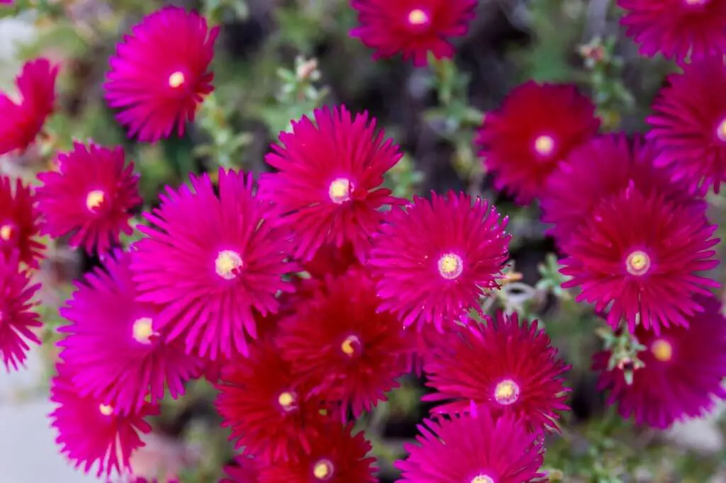 The Trailing Ice plant