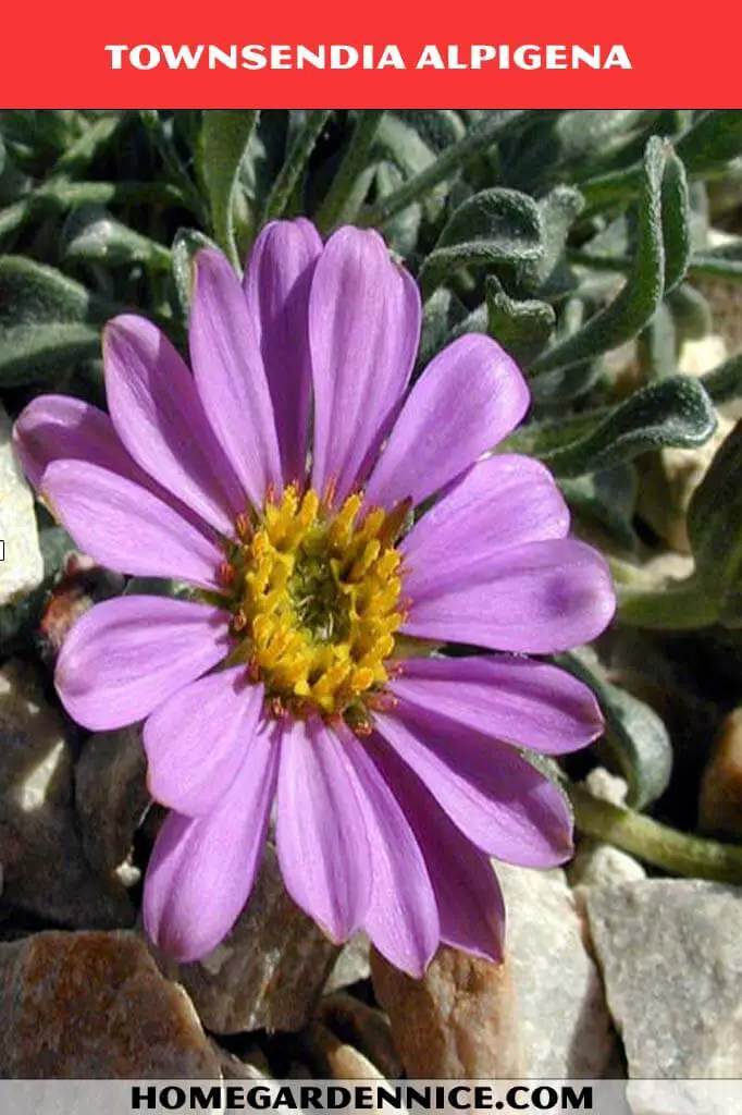 his plant is commonly called 'Mountain Townsend Daisy
