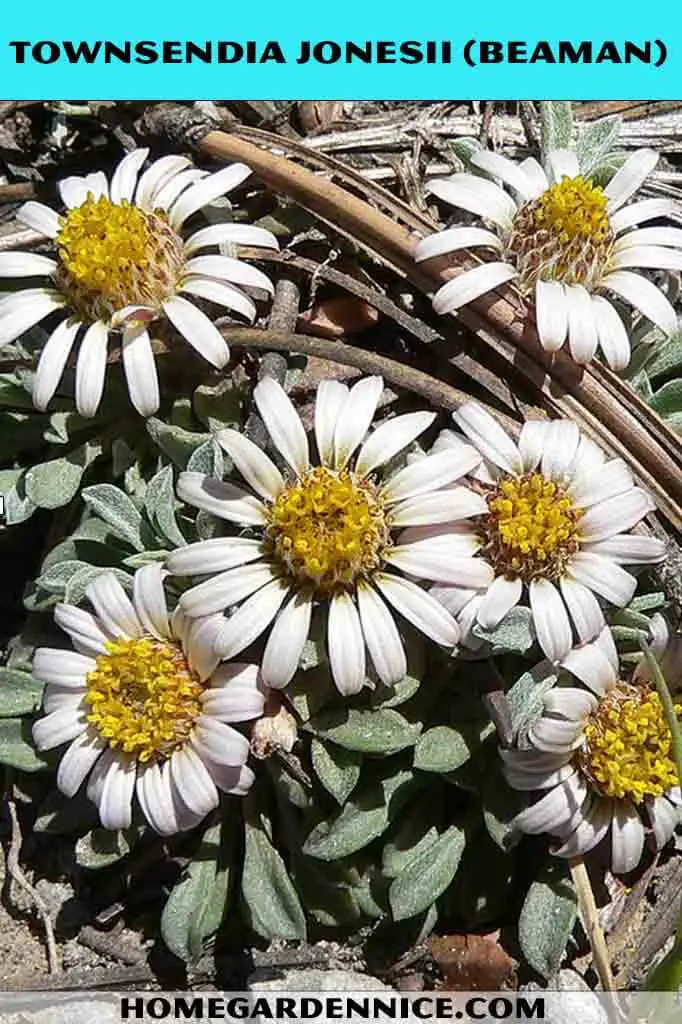 Townsendia Jonesii - types of daisies