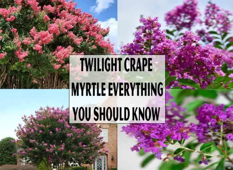 Twilight Crape Myrtle