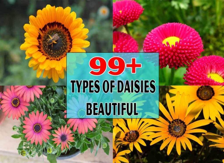 Types Of Daisies Beautiful Addition To Your Garden