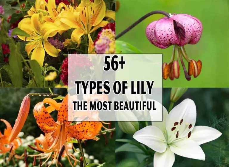 Different Types Of Lilies The Most Beautiful