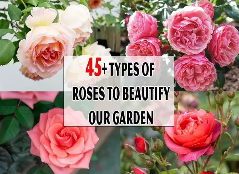 45+ Types of Roses to Beautify Our Garden