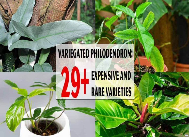 Variegated Philodendron