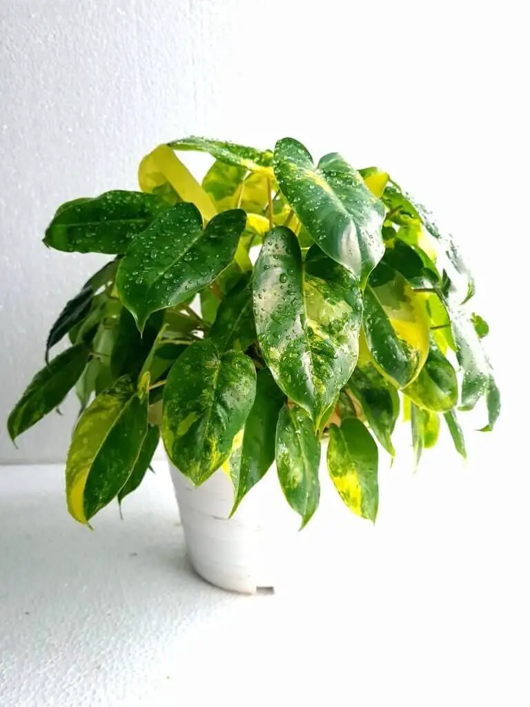 Variegated Philodendron ‘Burle Marx’