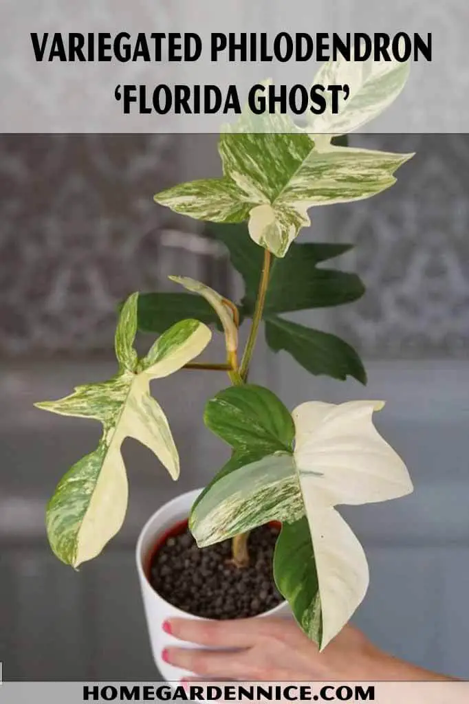 Variegated Philodendron ‘Florida Ghost’