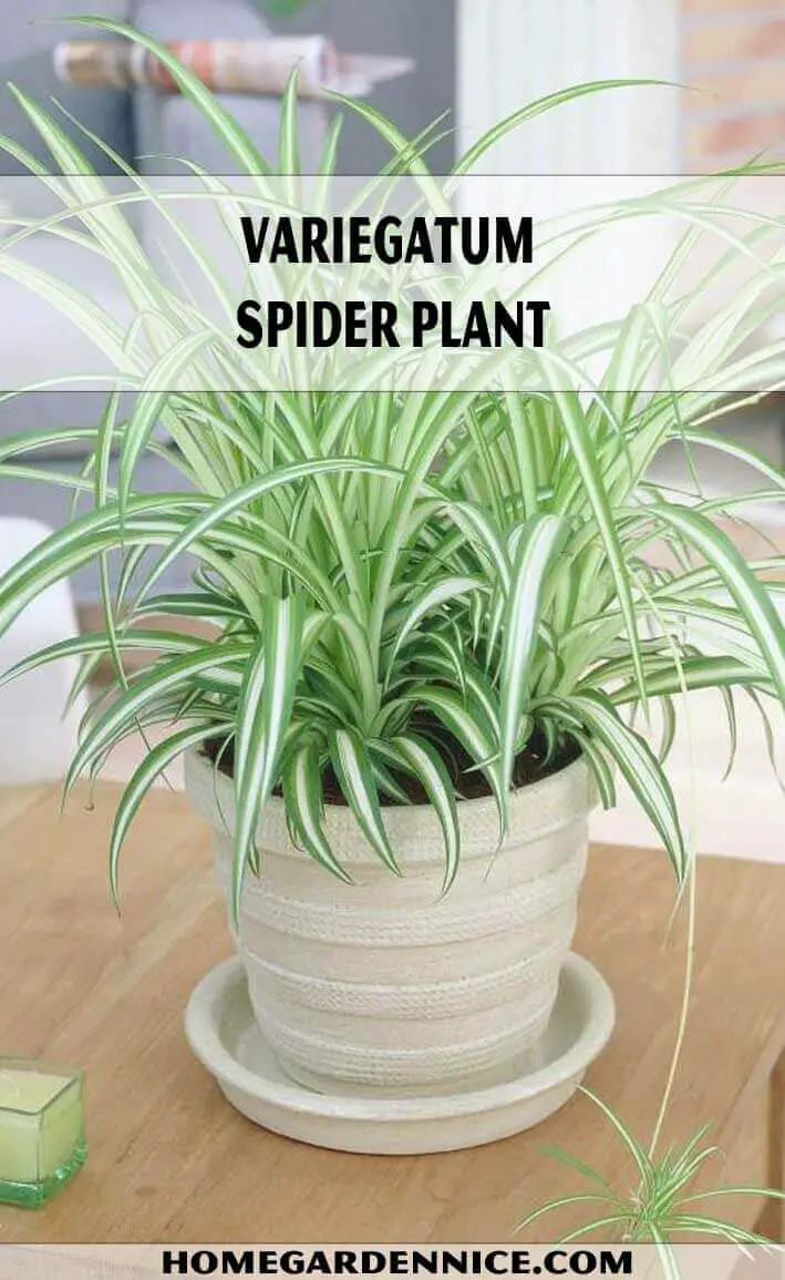 Variegatum Spider Plant