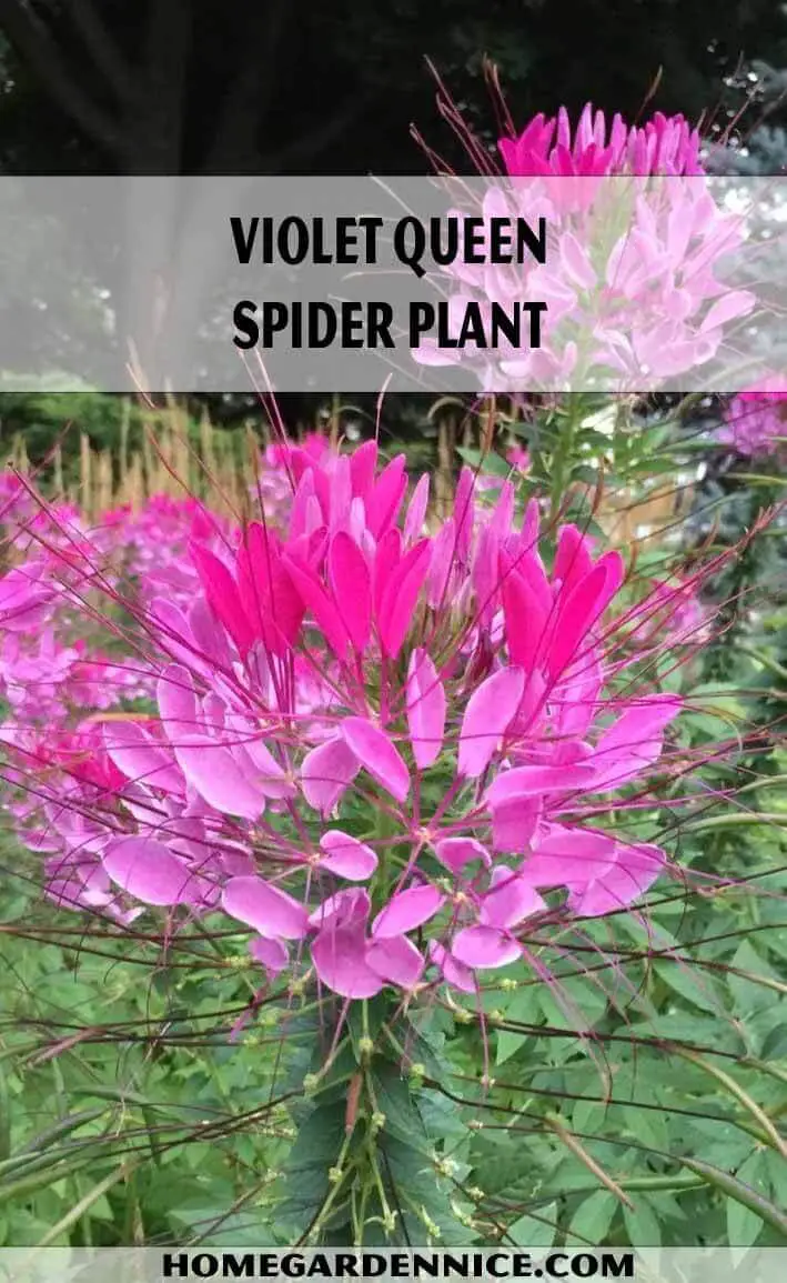 Violet Queen Spider Plant