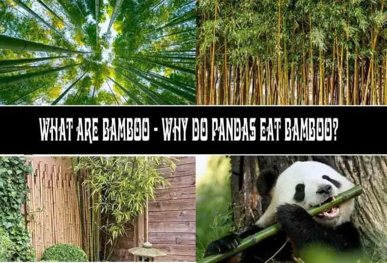 What Are Bamboo