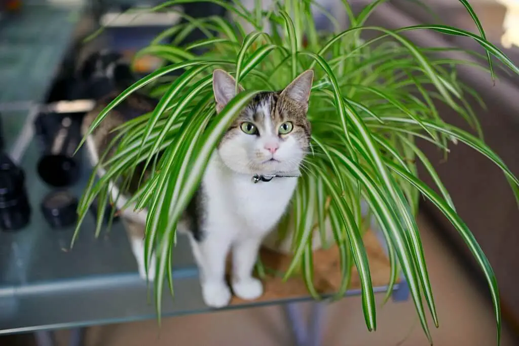 What Are Spider Plants