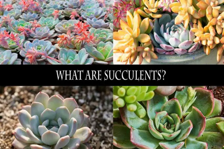 What Are Succulents