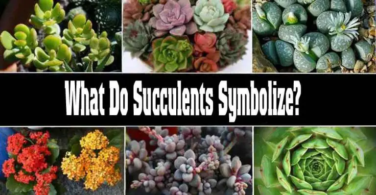 What Do Succulents Symbolize