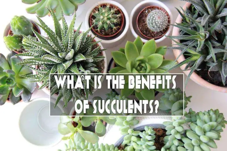 What is the benefits of succulents