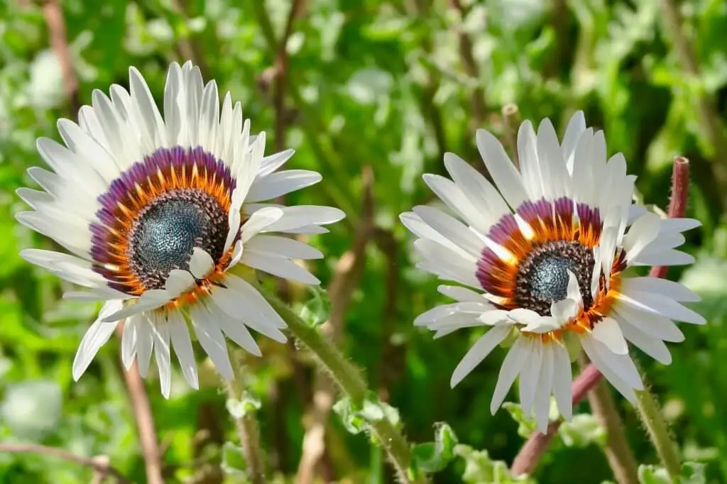 painted daisy is a perennial flower that is native to southwestern Asia