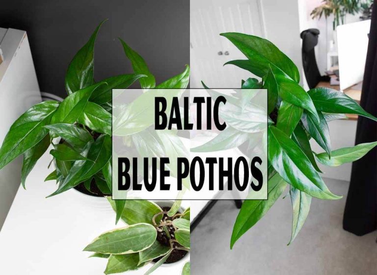 Baltic Blue Pothos