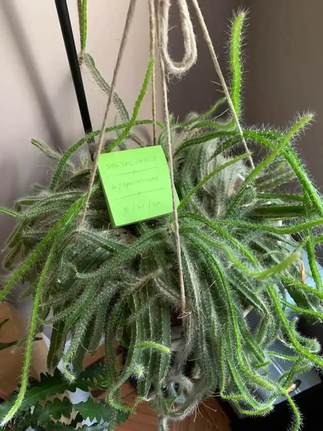 Care Guide For Dog Tail Cactus