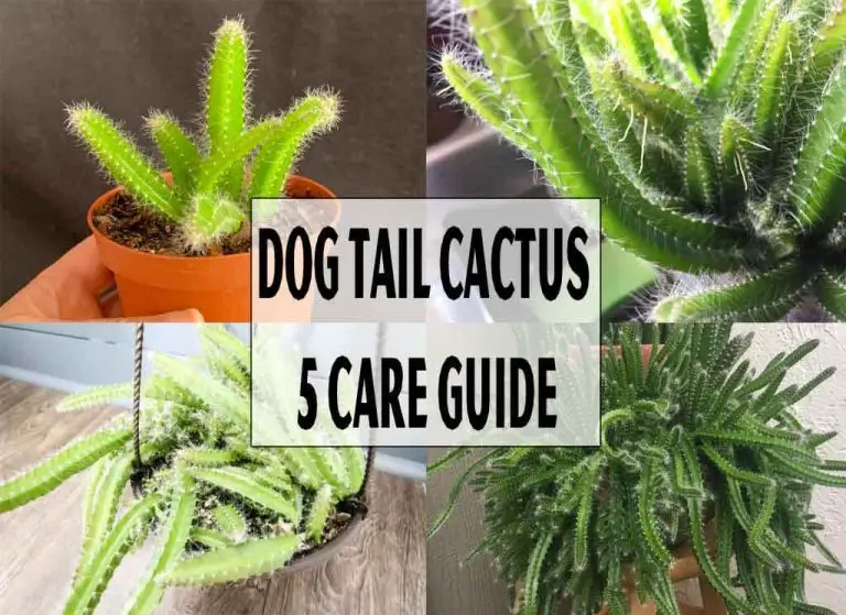 Dog Tail Cactus: 5 Care Guide For This Spiny Cactus