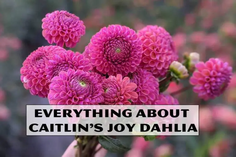Caitlin’s Joy Dahlia: 9 Tips plant and care