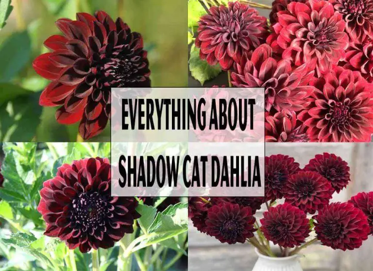 Everything About Shadow Cat Dahlia