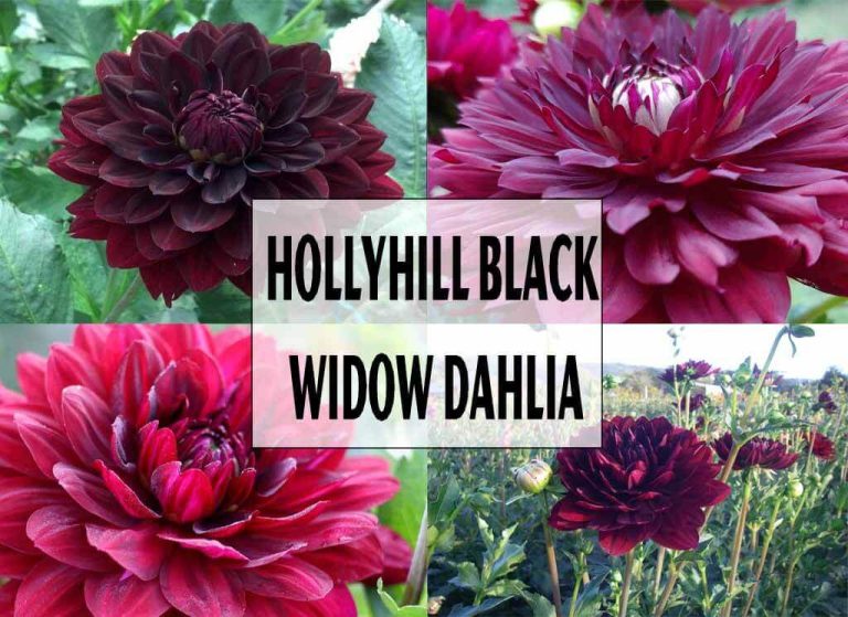 Hollyhill Black Widow Dahlia: Perfectly Beautiful Flower
