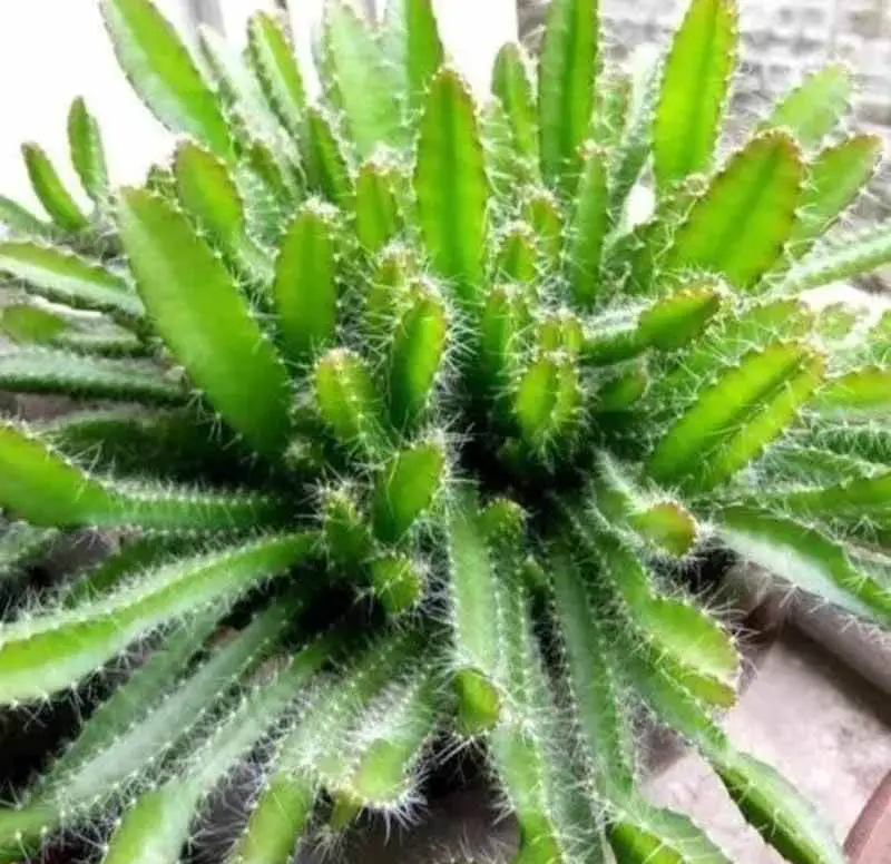 How To Propagate Dog Tail Cactus