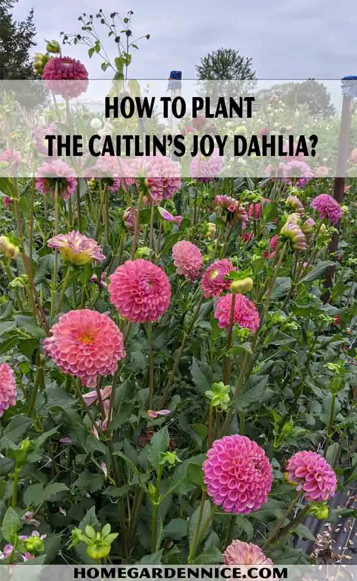 How to Plant The caitlin's joy dahlia