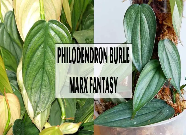 Philodendron Burle Marx Fantasy