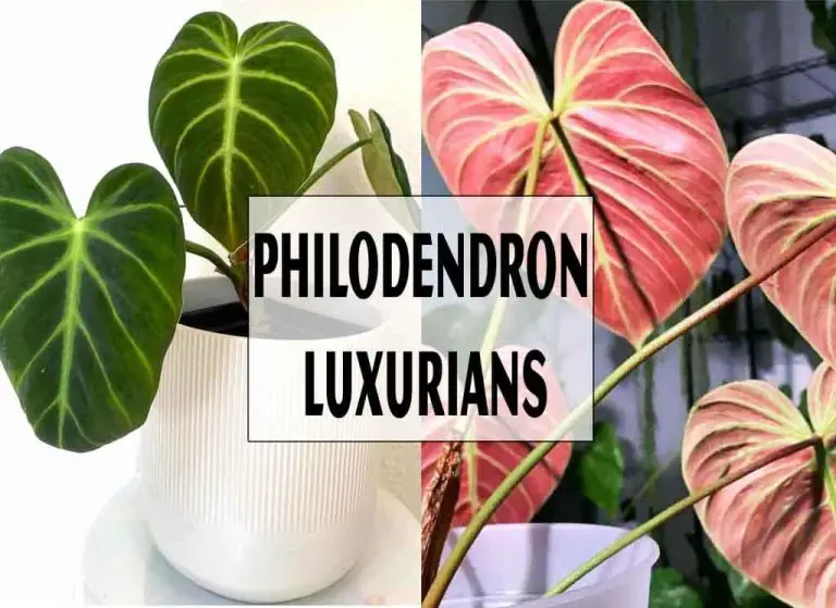 Philodendron Luxurians: How To Grow And Care For It