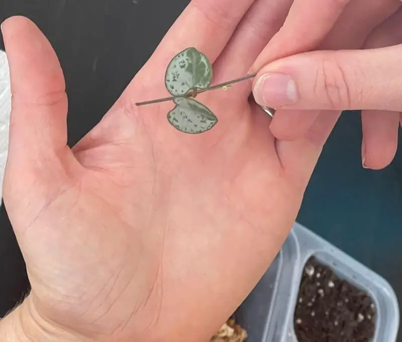 Propagating Using Butterfly Method
