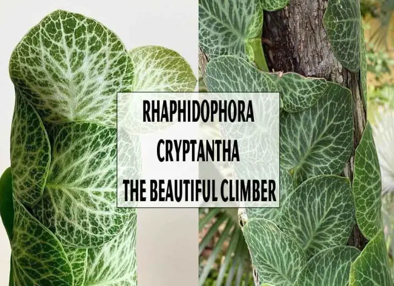 Rhaphidophora Cryptantha