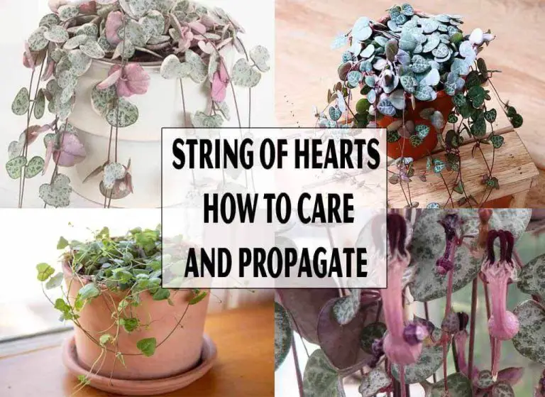 String Of Hearts: How To Care and Propagate