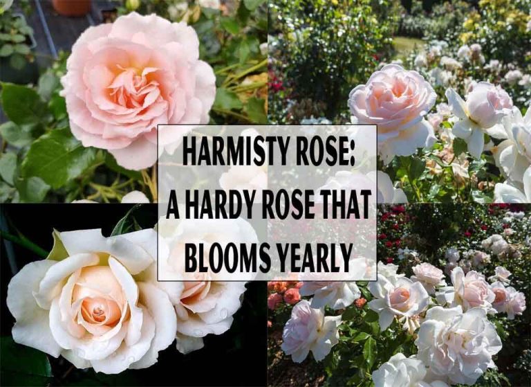 The Harmisty Rose: A Hardy Rose That Blooms Yearly