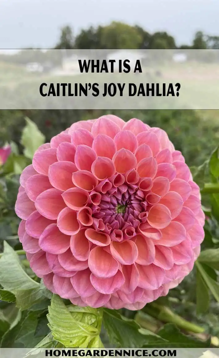 What Is A Caitlin's joy dahlia