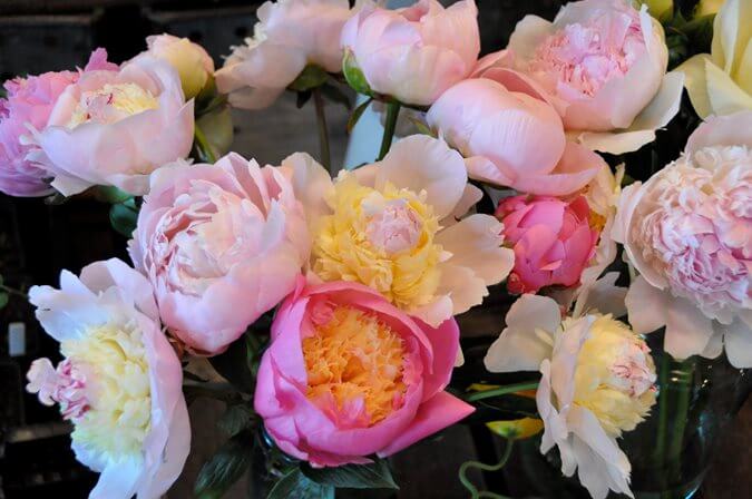 Are Peonies Part Of The Rose Family