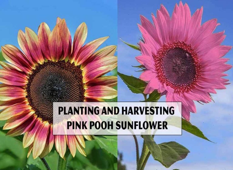 Planting and harvesting Pink Pooh Sunflower