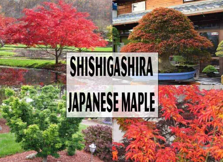 Shishigashira Japanese Maple