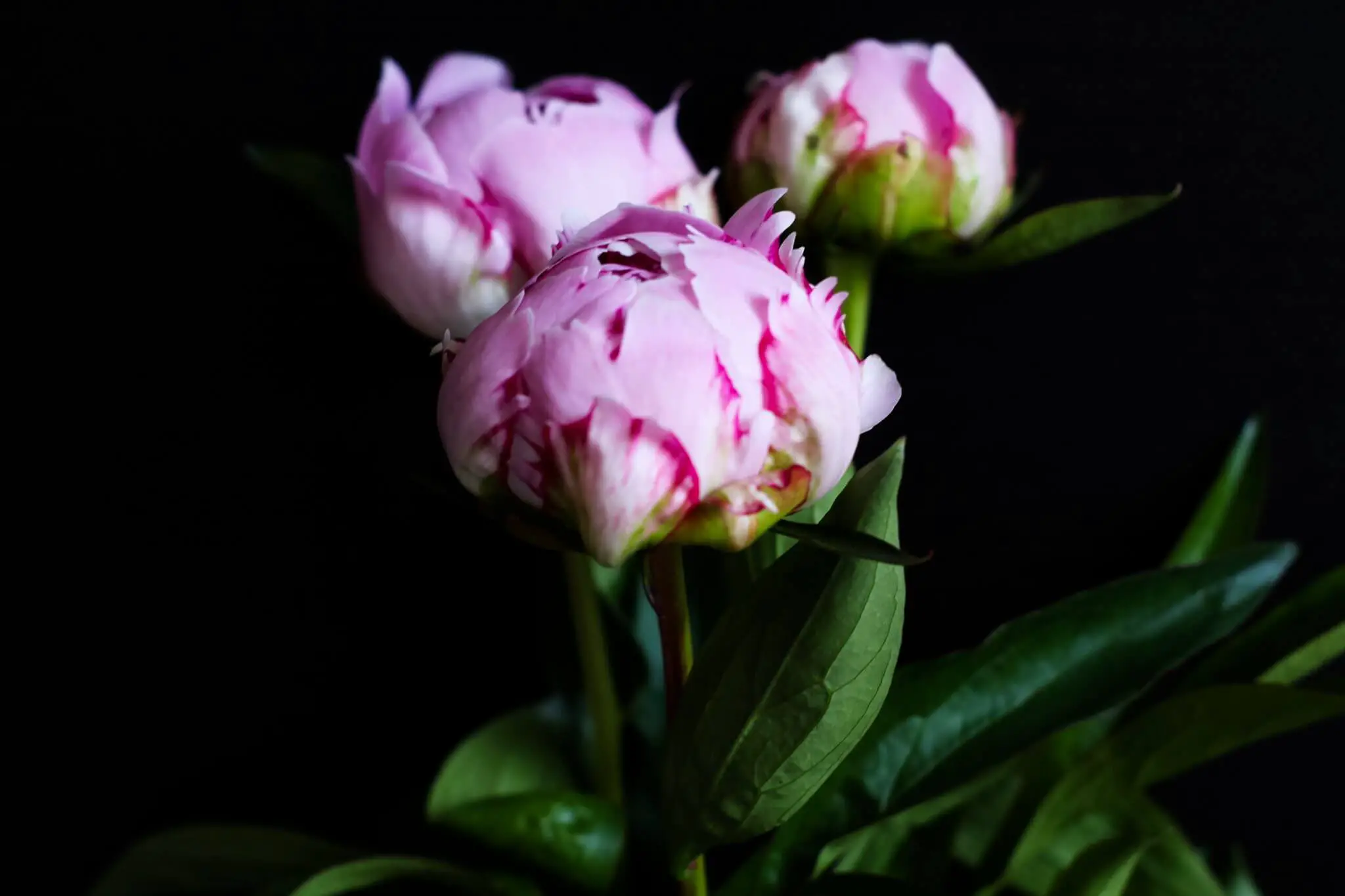 Why Do Peonies Close At Night