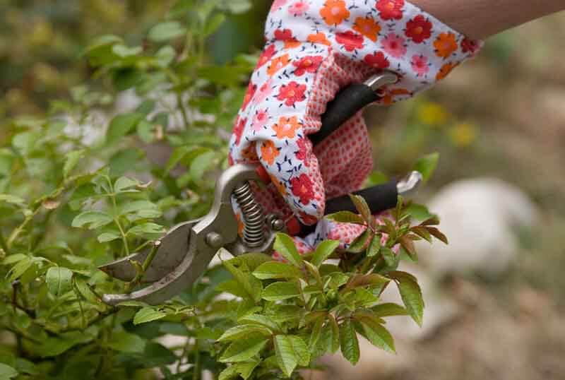 Best Time To Prune Roses