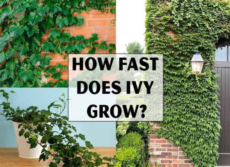 How Fast Does Ivy Grow?  Facts You Should Know