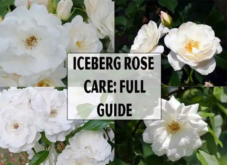 Iceberg Rose Care: Full Guide Tip