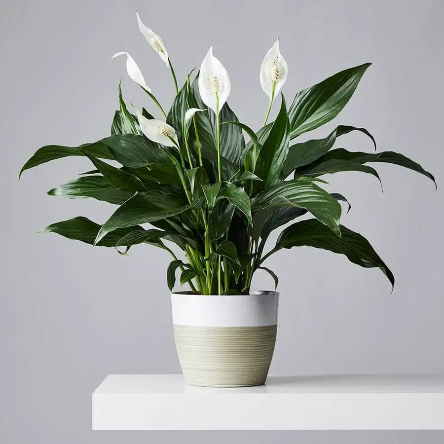 What Are Peace Lilies
