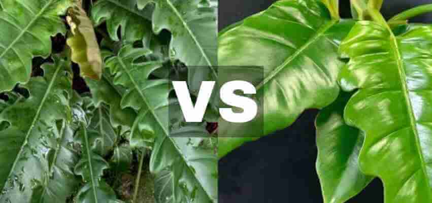 Philodendron narrow escape vs jungle boogie