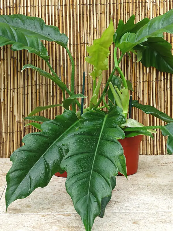 philodendron narrow tiger tooth