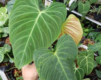 How to Care for Philodendron Luxurians chocolate