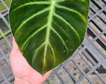 Philodendron luxurians chocolate leaves 