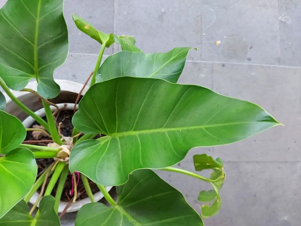 Location and Light for a Philodendron Domesticum